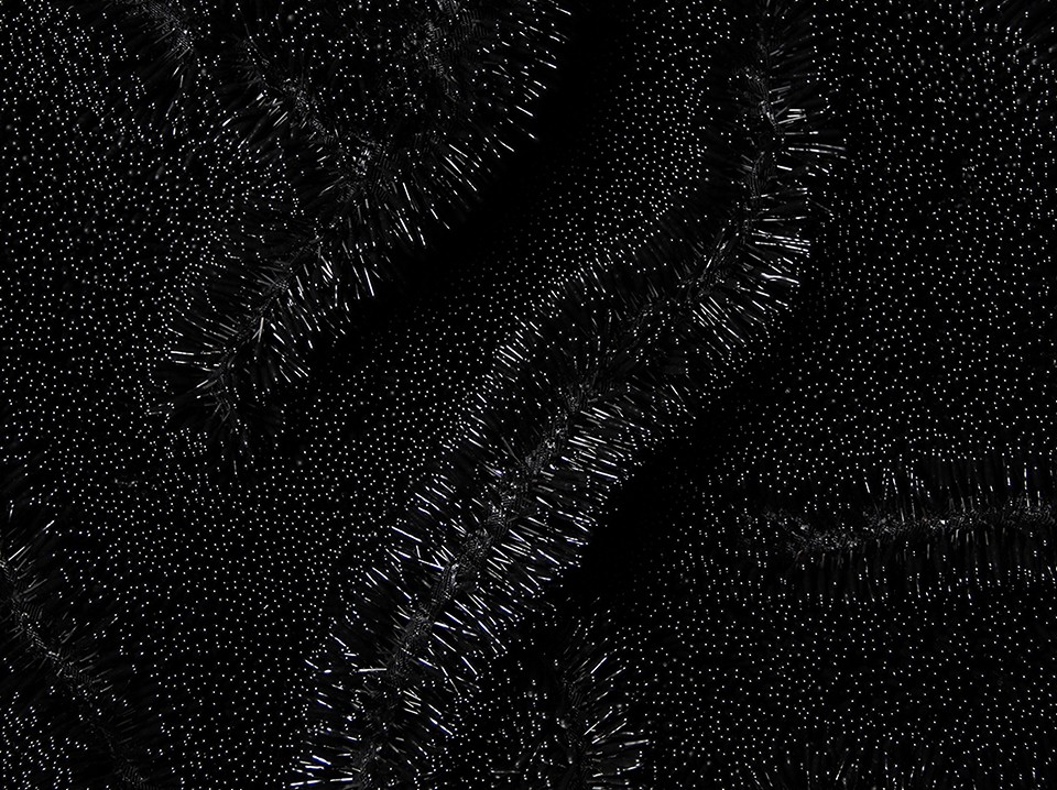 Shai_Langen_Chimera_4